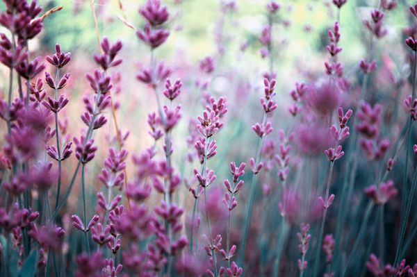جزئیات زیبا از مزرعه گل های اسطوخودوس معطر در رنگ ارکیده درخشان 2014 تصویر برای کشاورزی SPA صنایع پزشکی و مواد تبلیغاتی متنوع