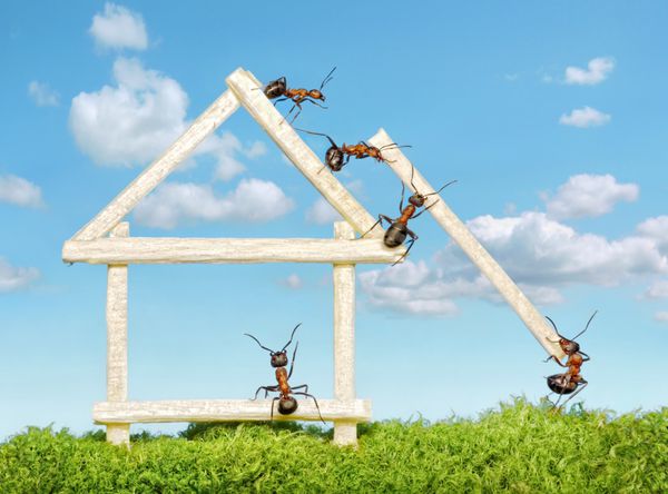 تیم مورچه ها در حال ساخت خانه چوبی با کبریت