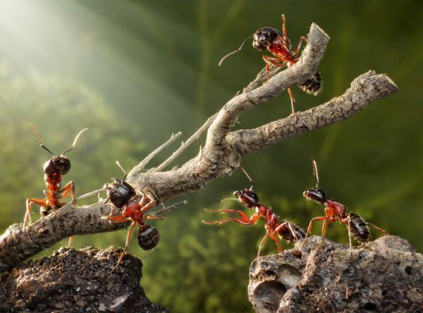 تیمی از مورچه ها در حال شکستن درخت مرده