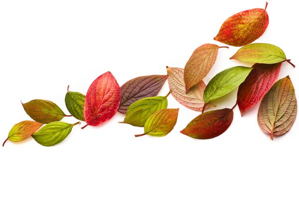 سقوط برگ های رنگی پاییزی جدا شده روی سفید