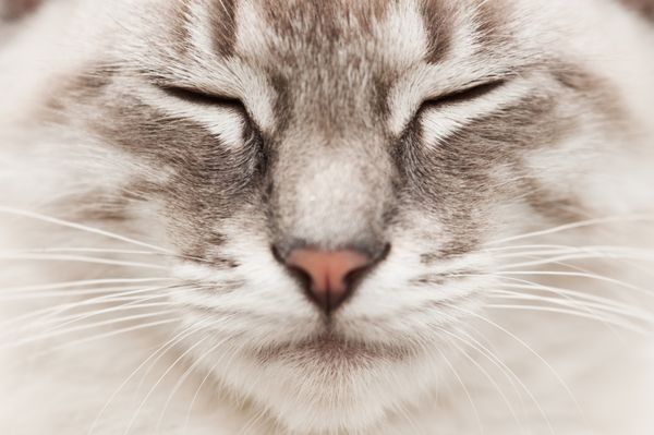 صورت گربه خاکستری از نزدیک