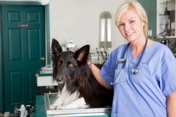پرتره یک سگ در دامپزشک در اتاق آماده سازی جراحی