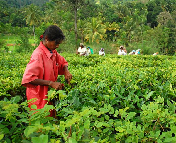 کندی سری لانکا - 4 دسامبر جمع کننده چای تامیل در محل کار 4 دسامبر 2008 در نزدیکی کندی سریلانکا