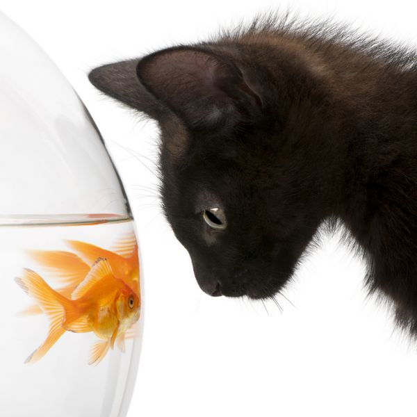 نمای نزدیک از بچه گربه سیاه که به ماهی قرمز نگاه می کند Carassius Auratus در حال شنا در کاسه ماهی در مقابل پس زمینه سفید