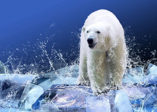 شکارچی خرس قطبی سفید روی یخ در قطرات آب