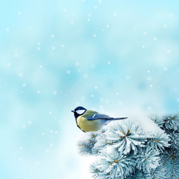 پرنده دوزک بزرگ در فصل زمستان