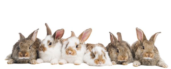 گروهی از خرگوش‌های جوان قهوه‌ای روشن و خال‌دار که در یک خرگوش خام جدا شده روی سفید نشسته‌اند