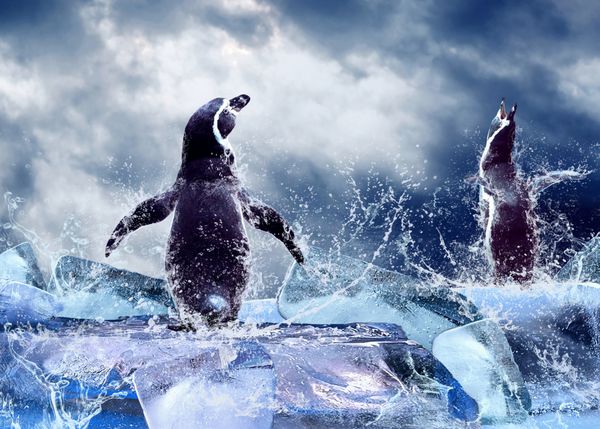 پنگوئن روی یخ در آب قطرات