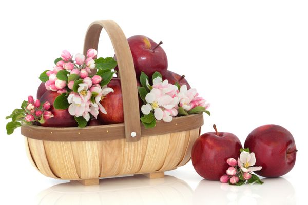 انتخاب سیب قرمز در یک سبد چوبی روستایی با شاخه های برگ شکوفه گل بهاری جدا شده روی پس زمینه سفید تنوع امپراتوری