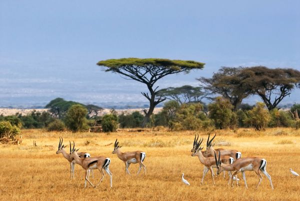 منظره آفریقایی با غزال آمبوسلی کنیا