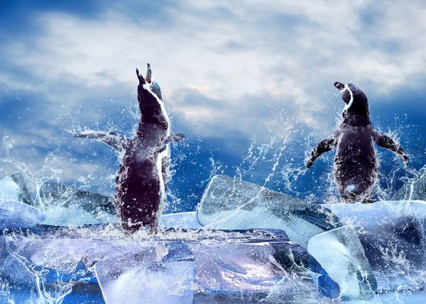 پنگوئن روی یخ در آب قطرات