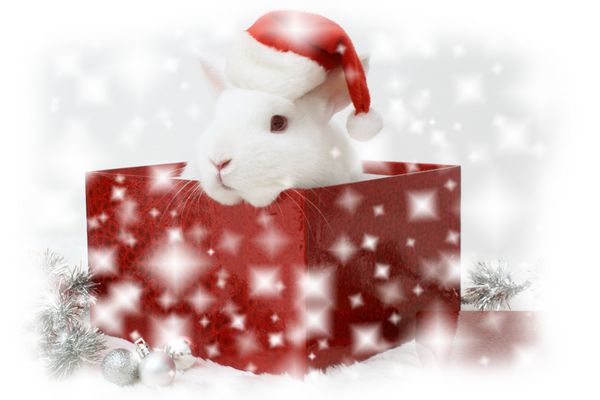 هدیه کریسمس خرگوش