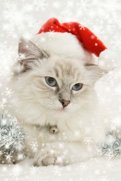 گربه راگدال کریسمس