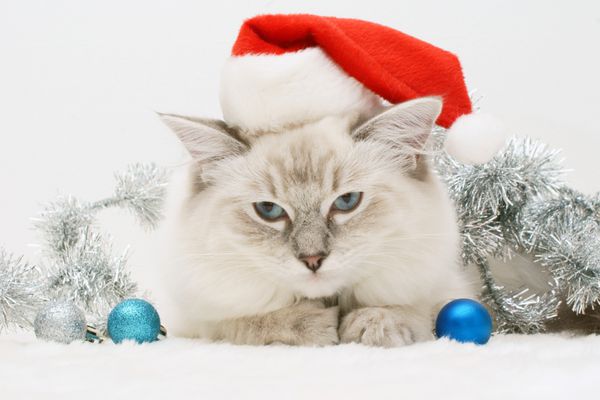 گربه راگدال کریسمس