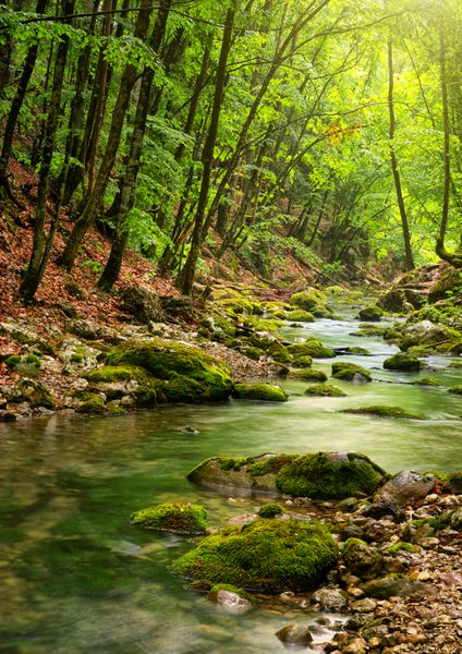 رودخانه در اعماق جنگل کوهستانی ترکیب طبیعت