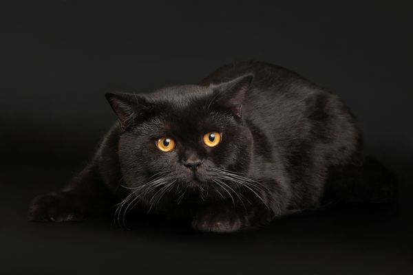 گربه نر سیاه پوست بریتانیایی در پس زمینه سیاه