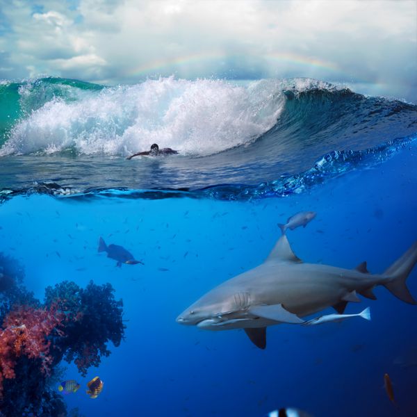 تصویری در مورد اقیانوس و موج سوار بر روی موج شکن آسمان ابری بر فراز او و شکار کوسه گرسنه خشمگین خطرناک بزرگ