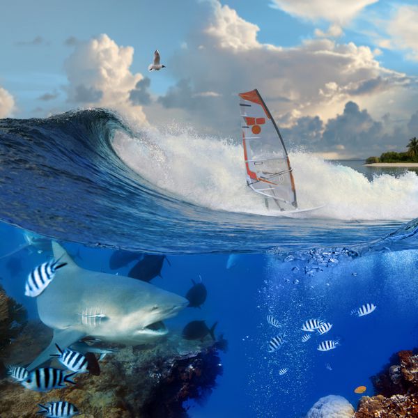 تصویر جدا شده Oceanview با موج موج‌سواری و موج‌سواری حرفه‌ای روی تخته زیر بادبان و گاو-کوسه گرسنه عصبانی که در زیر آب بر فراز صخره‌های مرجانی شنا می‌کند