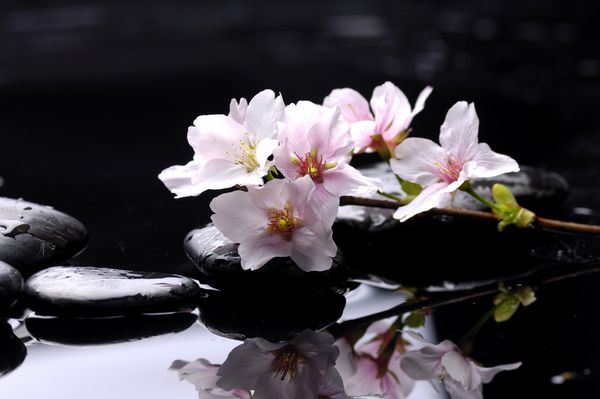 سنگ های درمانی با ساکورای شکوفه گیلاس صورتی