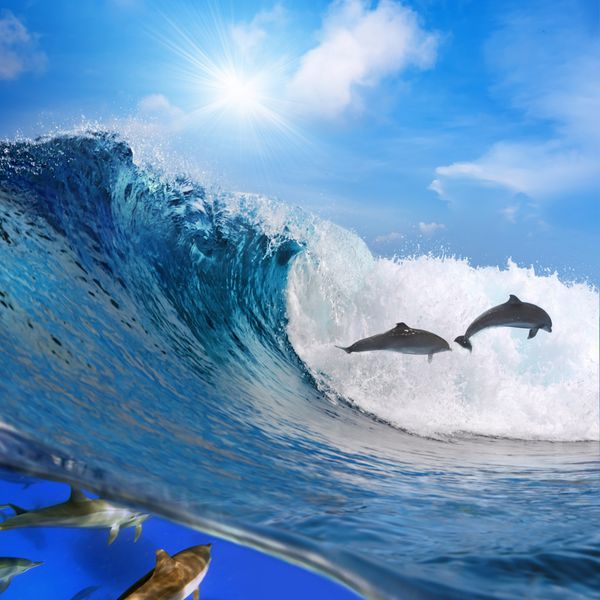 عکس جدا شده توسط خط آب دو دلفین بازیگوش شاد در حال جهش از اقیانوس در حال شکستن موج موج سواری به کف و بخشی دیگر از گله خود در حال شنا در زیر آب