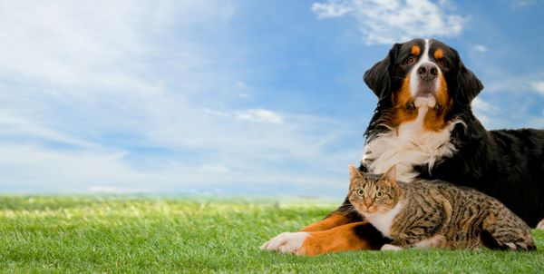 سگ و گربه با هم روی چمن روز آفتابی بهار و آسمان آبی پانوراما
