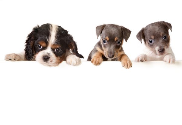 عکس خفن عکس سگ کارتونی بامزه