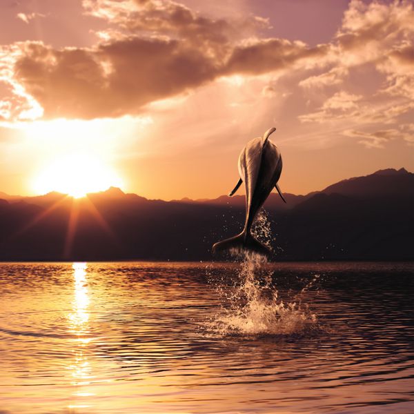 دلفین زیبا در زمان غروب خورشید از روی آب پرید
