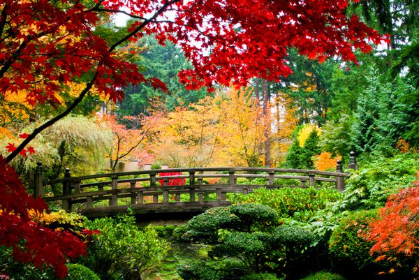 پلی در باغ ژاپنی در فصل پاییز
