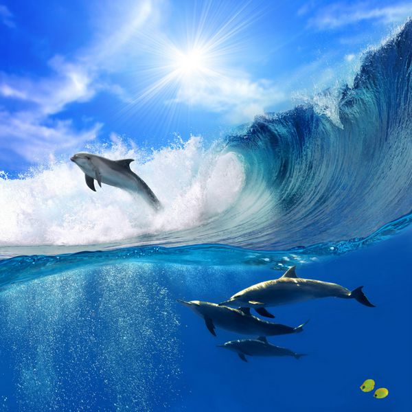 نمای اقیانوس با نور خورشید دسته ای از دلفین های بازیگوش که در زیر آب شنا می کنند و یکی از آنها از موج بزرگ موج سواری دریا بیرون می جهد
