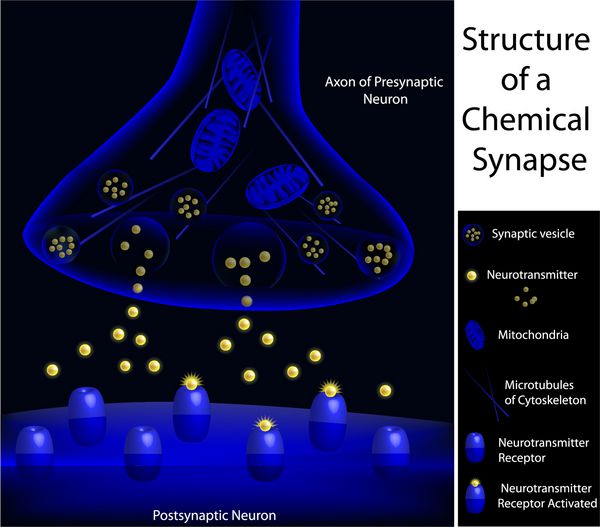 تصویر علمی دقیق از یک سیناپس شیمیایی با افسانه ها
