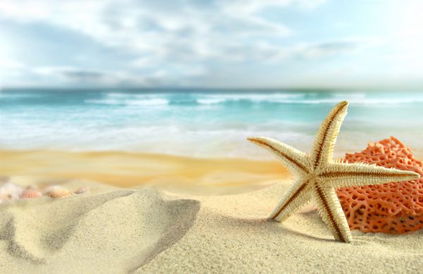 ستاره دریایی در ساحل