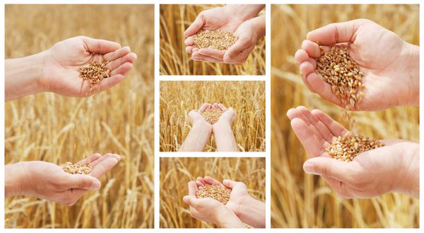 دانه گندم در دستان شخص در زمینه گندم زار