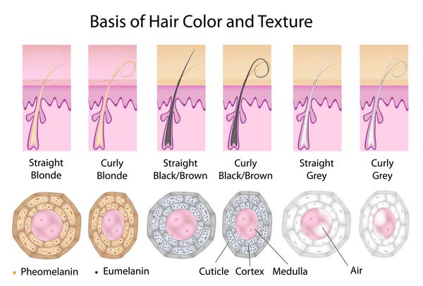 مقطع موهای صاف گرد و موهای فر صاف موهای سیاه بیشتر اوملانین دارند موهای بلوند فئوملانین بیشتری دارند موهای خاکستری رنگدانه ای ندارند اما در مدولا هوا وجود دارد