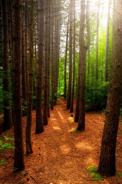 مسیری که با درختان بلند محصور شده است از میان جنگلی سرسبز و سرسبز با پرتوهای درخشان خورشید که از میان درختان می تابد می گذرد
