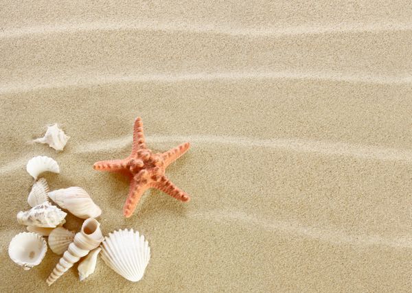 ستاره دریایی و صدف در ساحل شنی