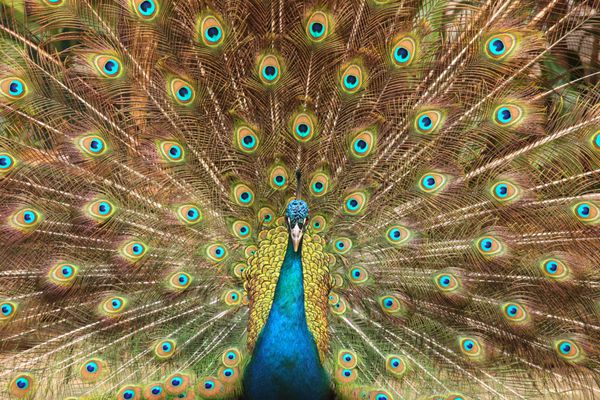نمای نزدیک از طاووس که پرهای زیبایش را نشان می دهد