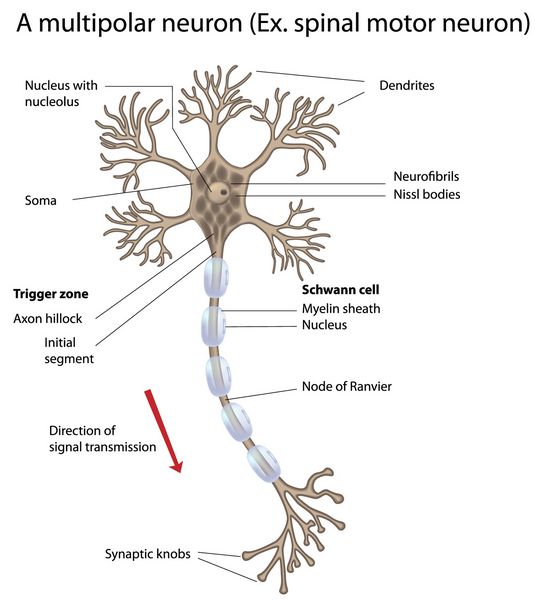 نورون حرکتی با جزئیات و دقیق برچسب گذاری شده است