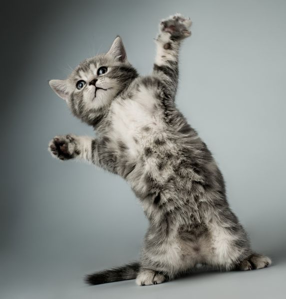 بچه گربه زیبا خاکستری کرکی نژاد اسکاتلندی مستقیم بازی عمودی در زمینه خاکستری آبی