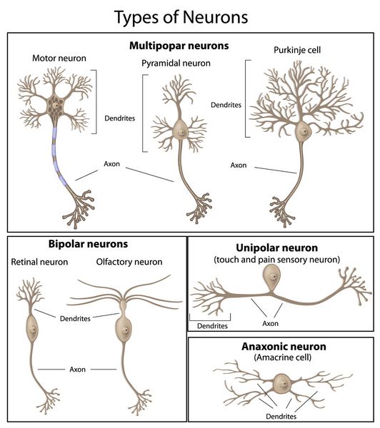 انواع نورون ها
