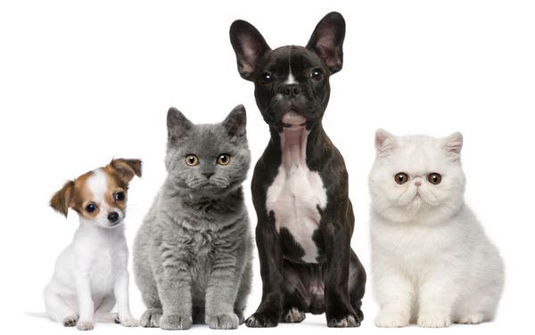 گروهی از سگ ها و گربه ها در مقابل پس زمینه سفید