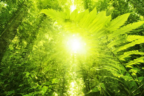 تابش خورشید به جنگل های استوایی نمای کم زاویه