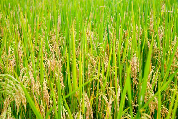 برنج در حال رسیدن در شالیزار از نزدیک