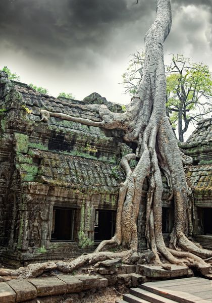 درخت جنگلی که سنگ های معبد تا پروم در آنگکور وات سیم ریپ کامبوج را پوشانده است