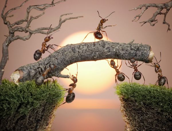 تیمی از مورچه ها با رئیس آن در حال ساخت پل بر روی آب در طلوع یا غروب خورشید