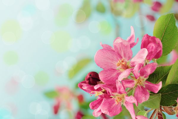 شکوفه های درخت بهاری زیبا در پس زمینه آبی با فضای کپی