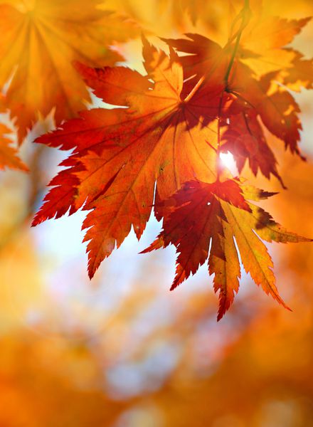 برگ های افرا پاییزی در پس زمینه تار شاخ و برگ قرمز نور خورشید