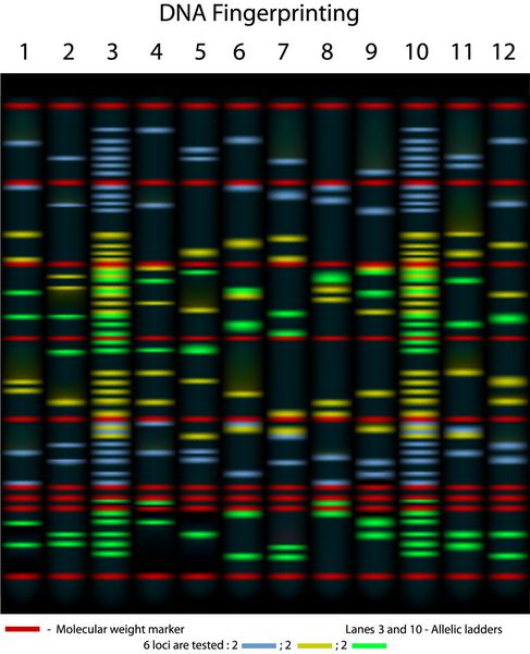 نمونه ای از انگشت نگاری DNA 10 نفر برای 6 جایگاه آزمایش می شوند از نظر علمی دقیق