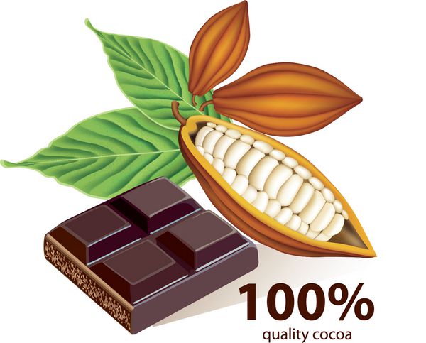 وکتور دانه های کاکائو با شکلات تخته ای
