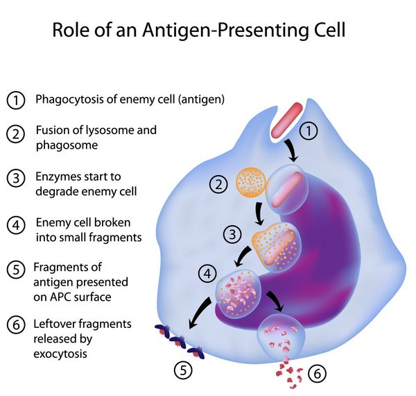 اثر سلول ارائه دهنده آنتی ژن در پاسخ ایمنی انسان
