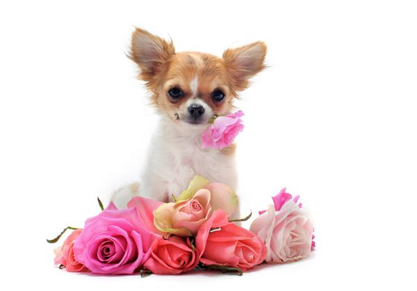 پرتره توله سگ اصیل شیواهوا با گل رز در مقابل پس زمینه سفید
